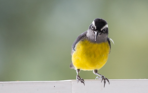 Bananaquit, Asa Wright Nature Center